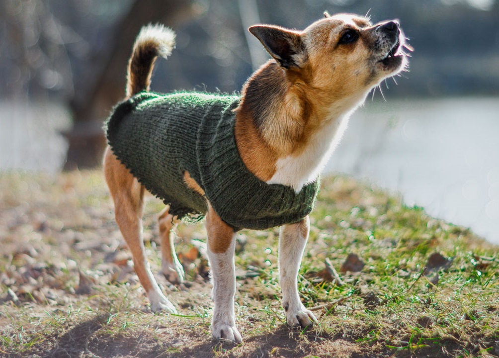 Diy dog barking deterrent sale
