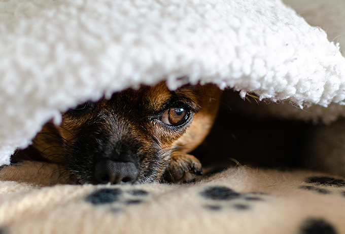 anxious dog