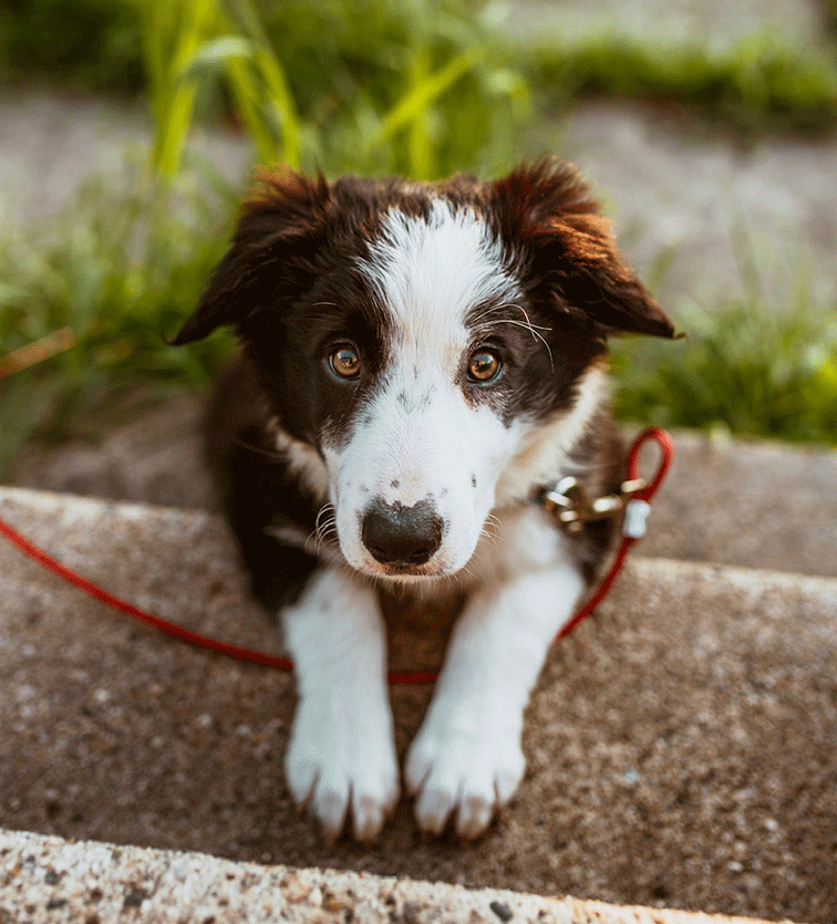 Bark Control Collar