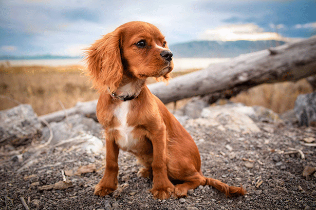 bark control collar