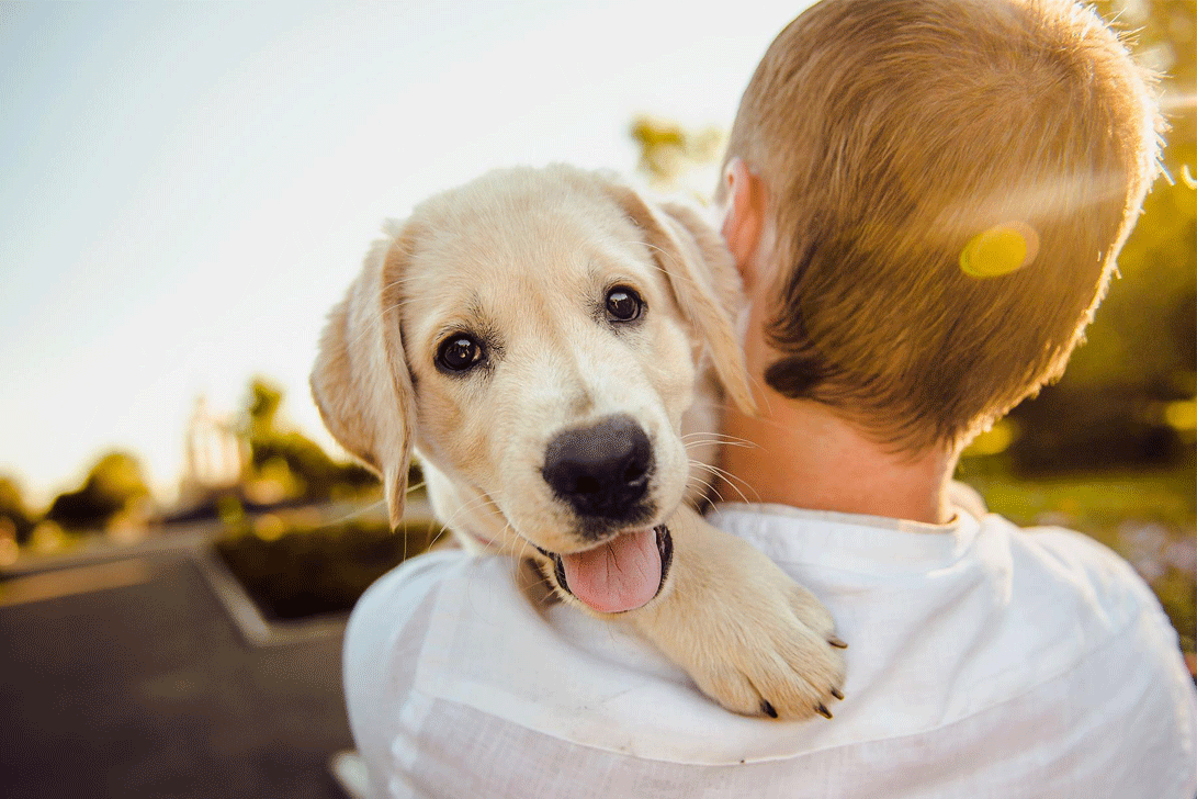 dog training collar