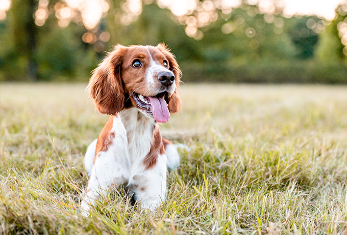 dog park