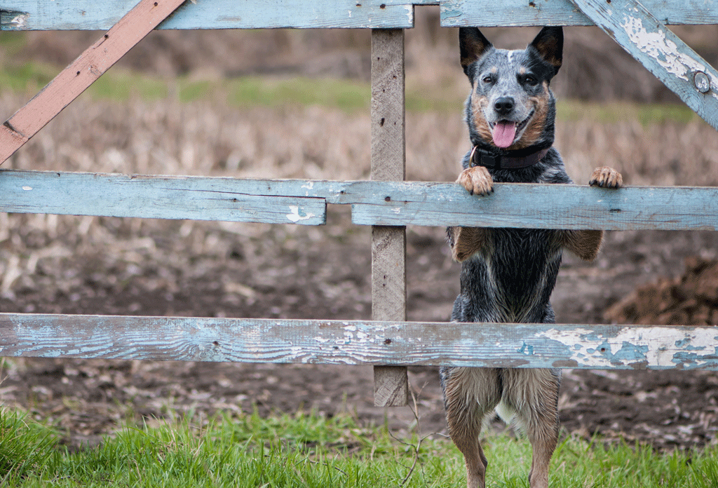 Invisible dog fence