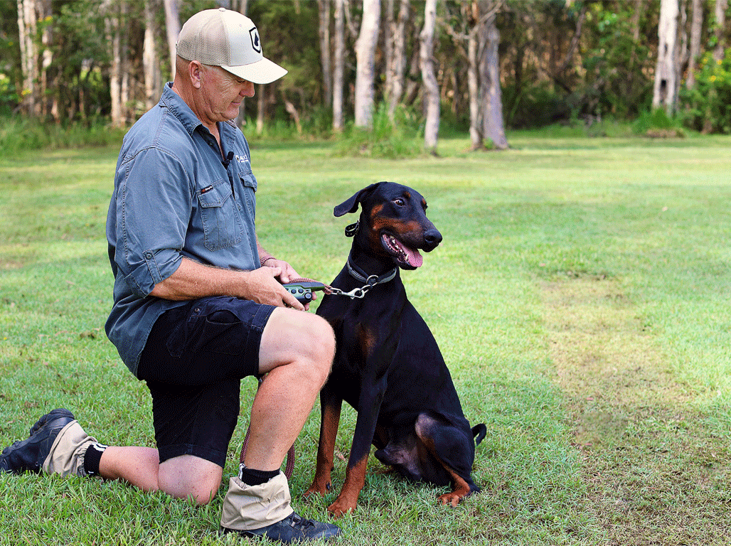 e-collar_training