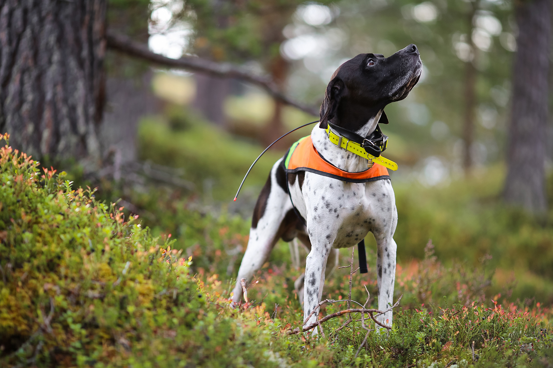 dog tracking collars