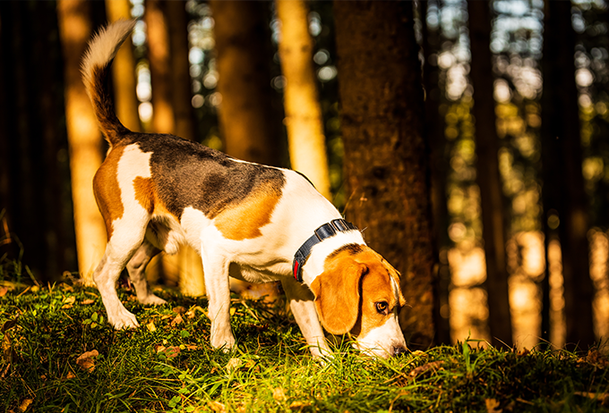 Beagle tracking collars hotsell